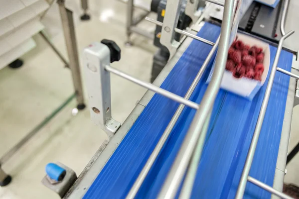 Frozen raspberry processing business — Stock Photo, Image