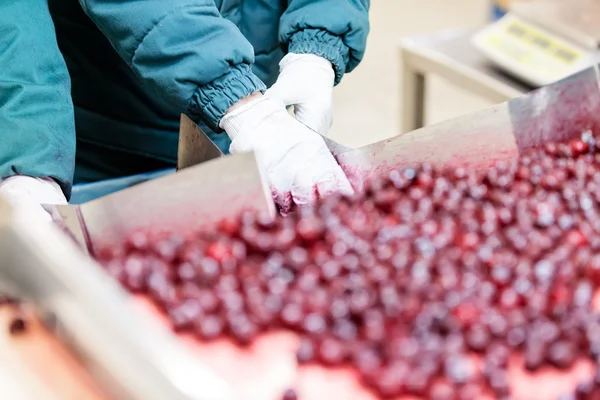 Cerejas ácidas em máquinas de processamento — Fotografia de Stock