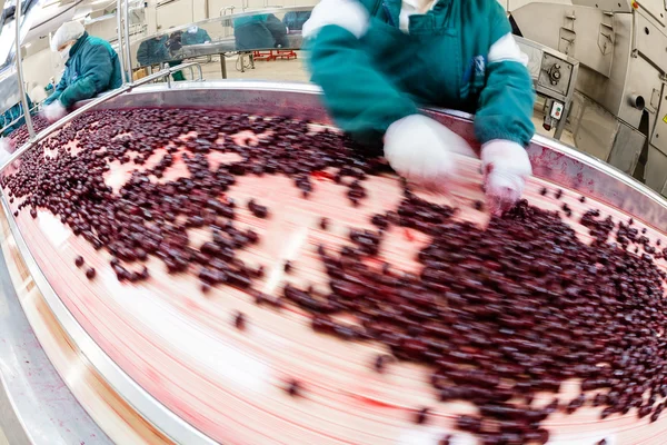 Cerejas ácidas em máquinas de processamento — Fotografia de Stock