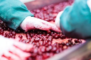 Vişne içinde işleme makineleri