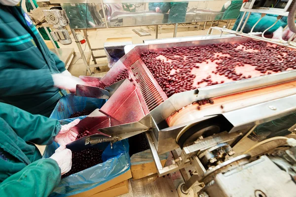 Cerejas ácidas em máquinas de processamento — Fotografia de Stock