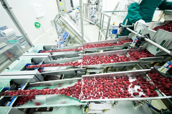 Frozen raspberry processing business — Stock Photo, Image