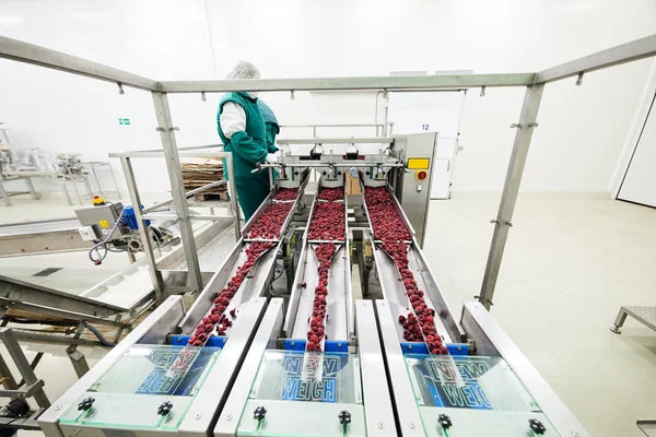 Frozen raspberry processing business — Stock Photo, Image