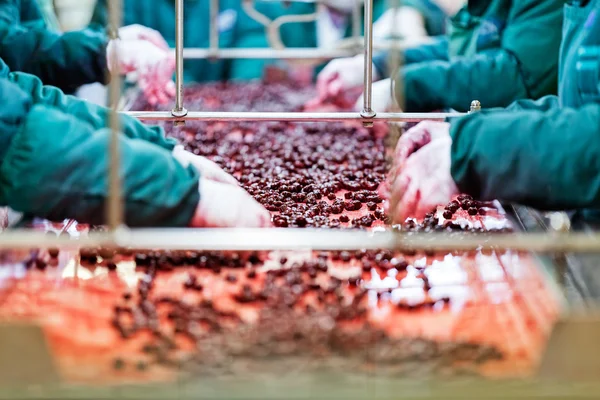 Cerejas ácidas em máquinas de processamento — Fotografia de Stock