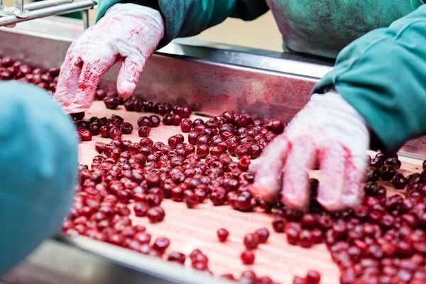 Amarene nelle macchine per la lavorazione — Foto Stock