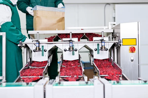 Negócios congelados de processamento de framboesa — Fotografia de Stock