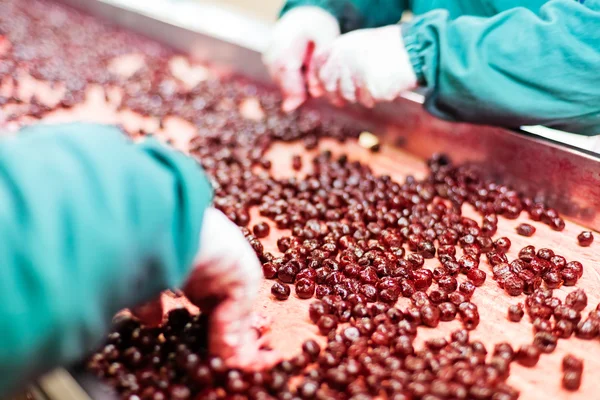 sour cherries in processing machines