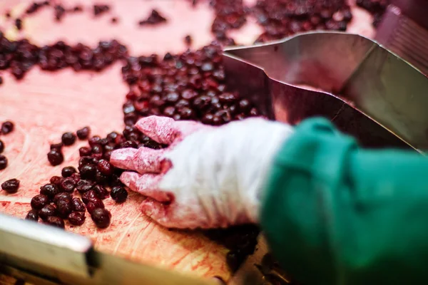 Sour cherries in processing machines — Stock Photo, Image