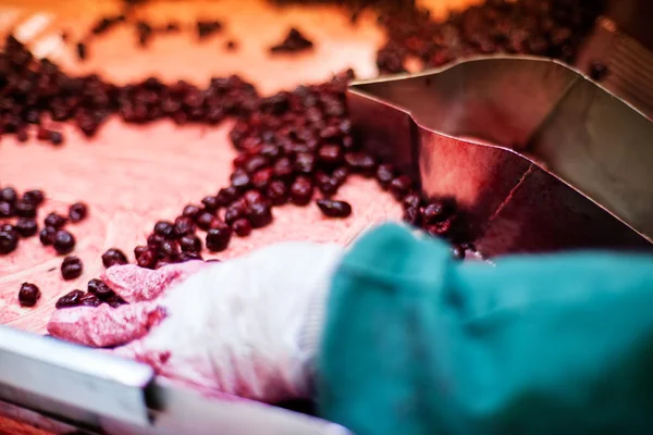 Cerejas ácidas em máquinas de processamento — Fotografia de Stock