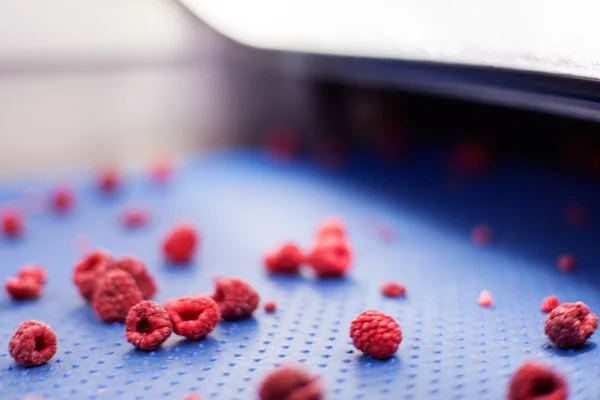 Frozen raspberry processing business — Stock Photo, Image