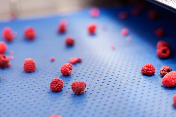 Frozen raspberry processing business — Stock Photo, Image