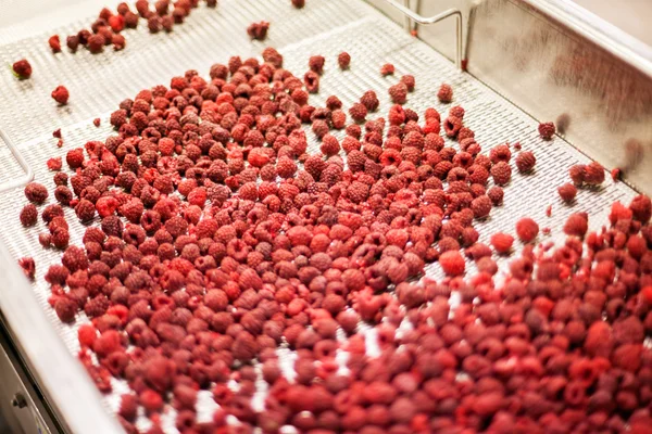 Negócios congelados de processamento de framboesa — Fotografia de Stock