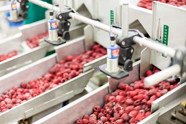 Negócios congelados de processamento de framboesa — Fotografia de Stock