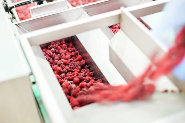 Замороженный бизнес по переработке малины — стоковое фото