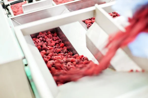 Negócios congelados de processamento de framboesa — Fotografia de Stock