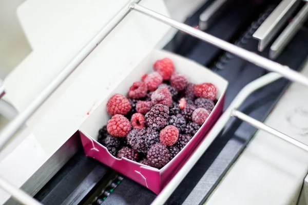 Negócios congelados de processamento de framboesa — Fotografia de Stock