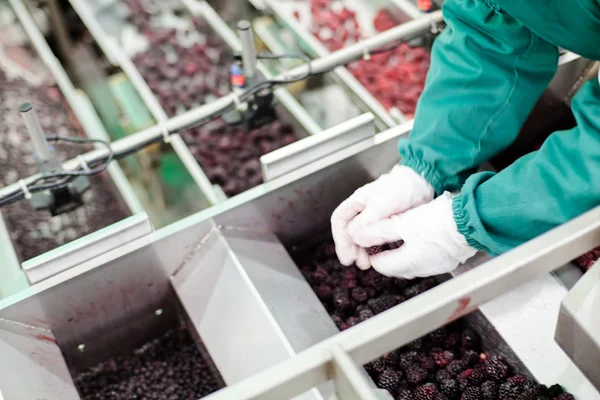 Negócios congelados de processamento de framboesa — Fotografia de Stock