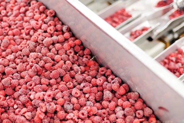 Negócios congelados de processamento de framboesa — Fotografia de Stock