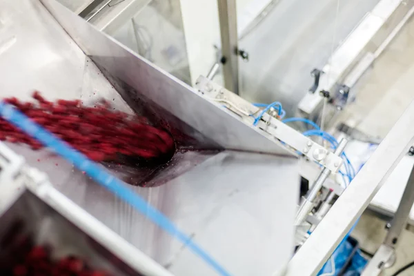 Frozen raspberry processing business — Stock Photo, Image