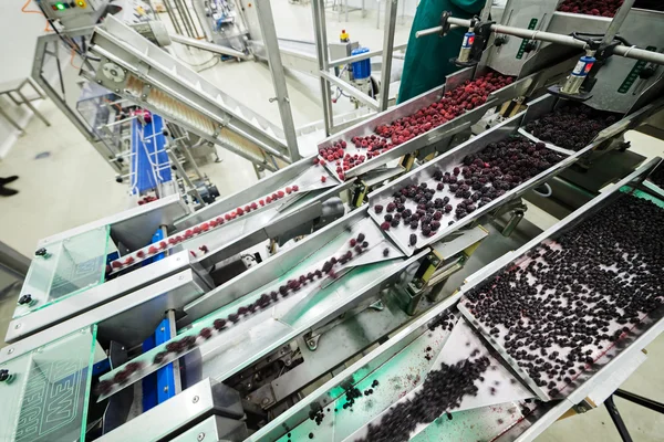 Frozen raspberry processing business — Stock Photo, Image