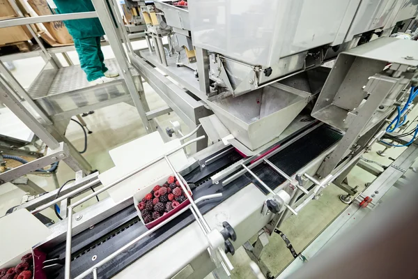 Negócios congelados de processamento de framboesa — Fotografia de Stock