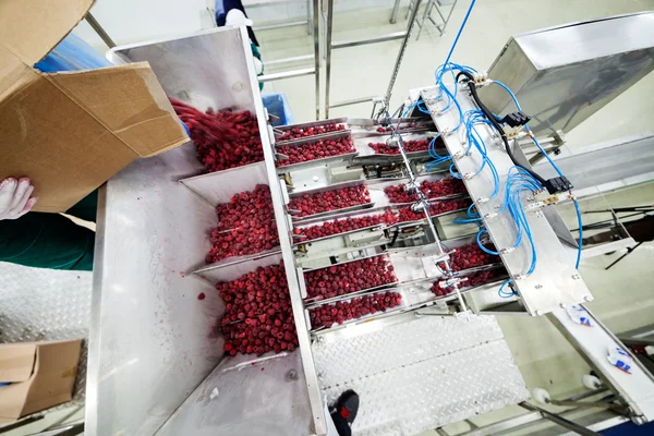 Frozen raspberry processing business — Stock Photo, Image