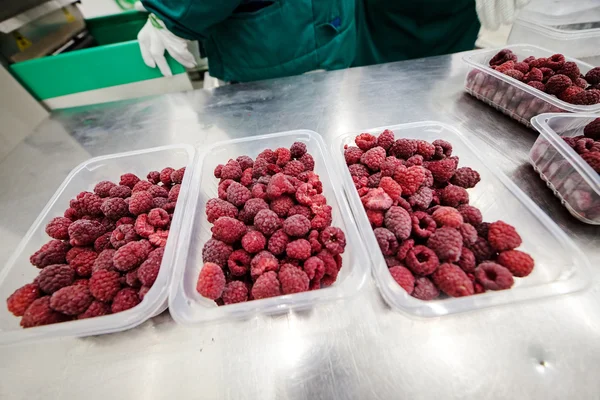 Attività di trasformazione di lamponi congelati — Foto Stock