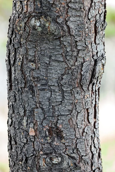 Tree bark — Stock Photo, Image