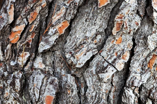 Tree bark — Stock Photo, Image