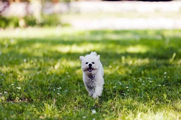 Bichon en el parque — Foto de Stock