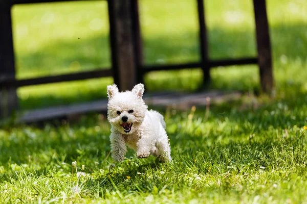 Bichon no parque — Fotografia de Stock