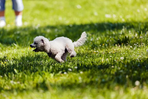 Bichon in het park — Stockfoto