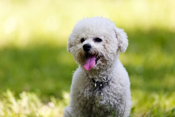 Bichon in het park — Stockfoto