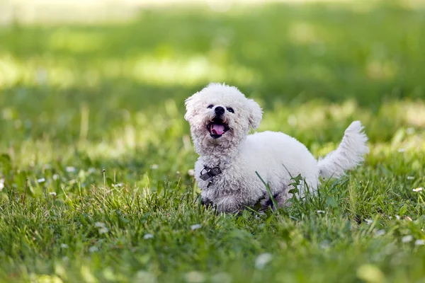 Bichon in het park — Stockfoto