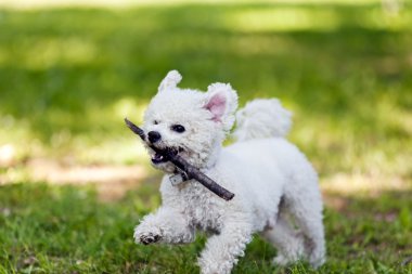 Bichon Park ahşap sopa ile