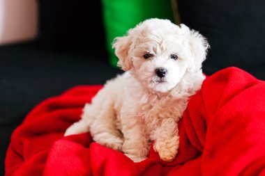 Bichon frise köpek yavrusu