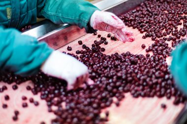 Vişne içinde işleme makineleri