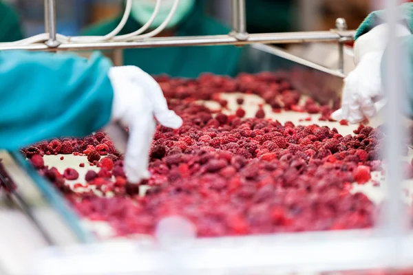 Negócios congelados de processamento de framboesa — Fotografia de Stock