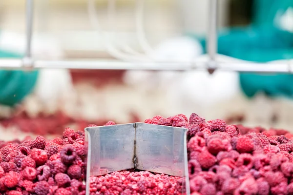 Negócios congelados de processamento de framboesa — Fotografia de Stock