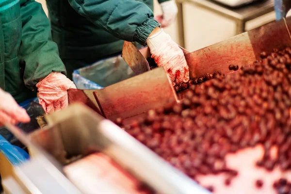 Cerejas ácidas em máquinas de processamento — Fotografia de Stock