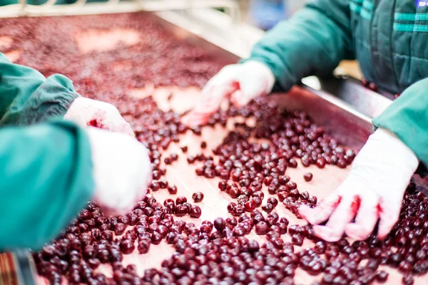 Cerezas agrias en máquinas de procesamiento — Foto de Stock