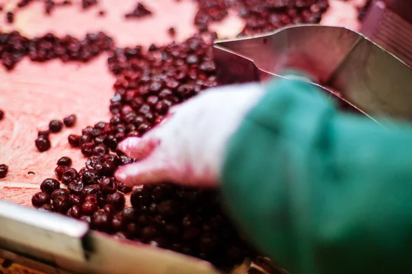 Sour cherries in processing machines — Stock Photo, Image
