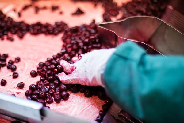 Sour cherries in processing machines — Stock Photo, Image