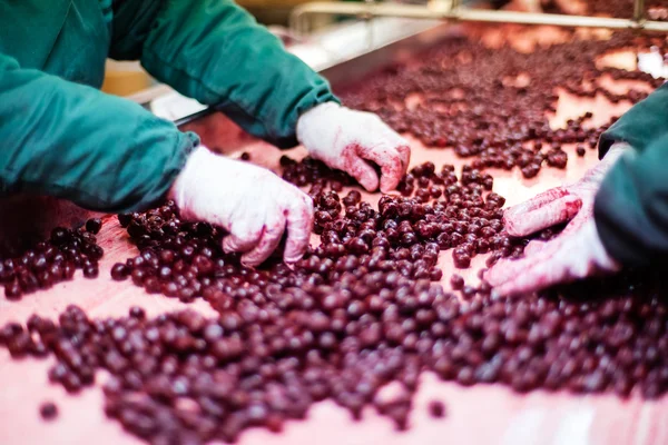 Sour cherries in processing machines — Stock Photo, Image