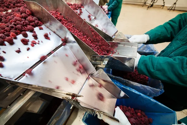 Negócios congelados de processamento de framboesa — Fotografia de Stock