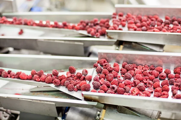 Negócios congelados de processamento de framboesa — Fotografia de Stock