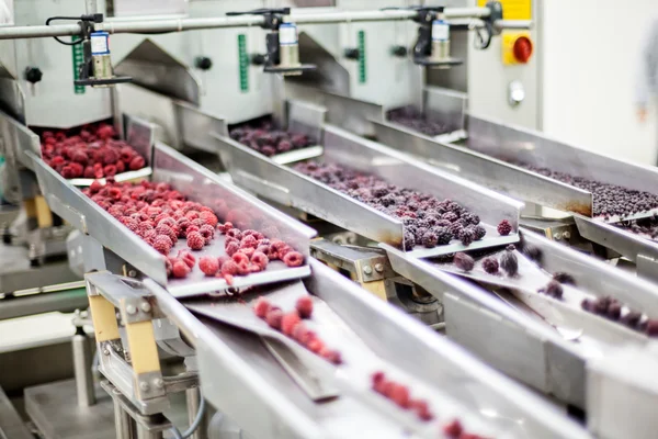 Negócios congelados de processamento de framboesa — Fotografia de Stock