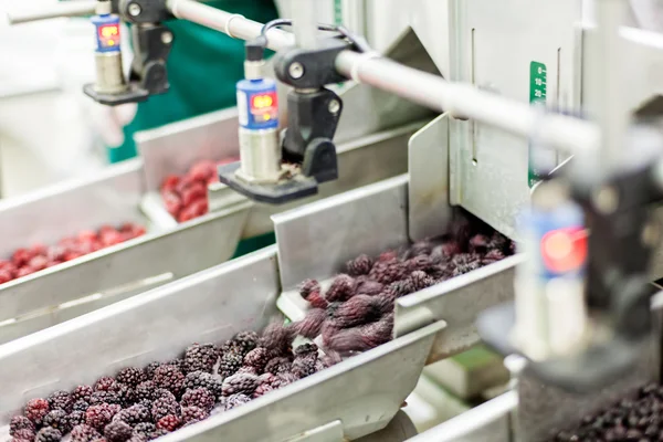 Negócios congelados de processamento de framboesa — Fotografia de Stock