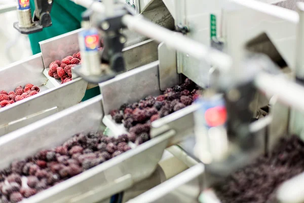 Negócios congelados de processamento de framboesa — Fotografia de Stock