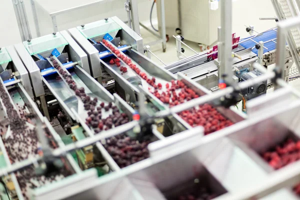 Frozen raspberry processing business — Stock Photo, Image